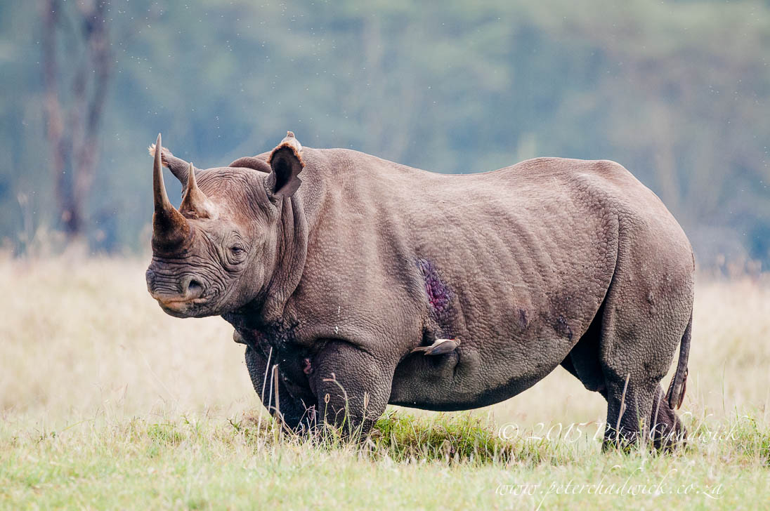 Black Rhino_©PeterChadwick_AfricanConservationPhotographer