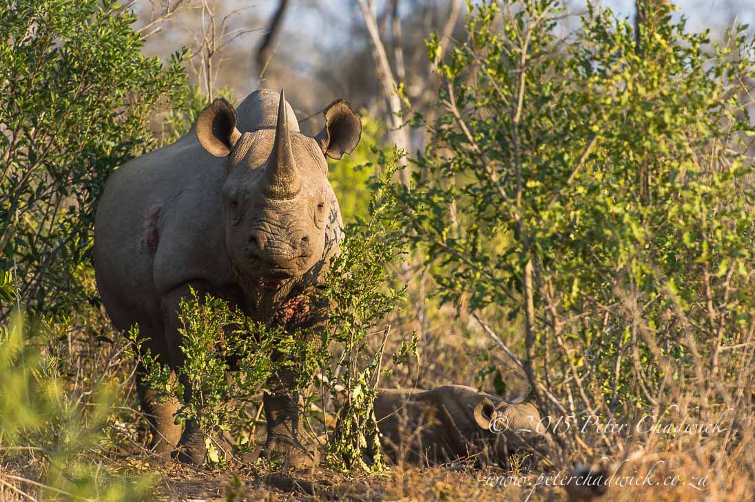 Black Rhino_©PeterChadwick_AfricanConservationPhotographer