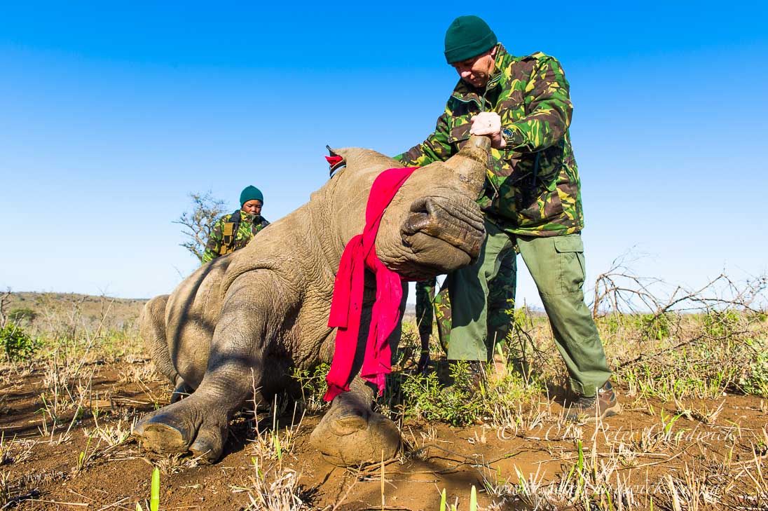 Rhino Capture_©PeterChadwick_AfricanConservationPhotographer