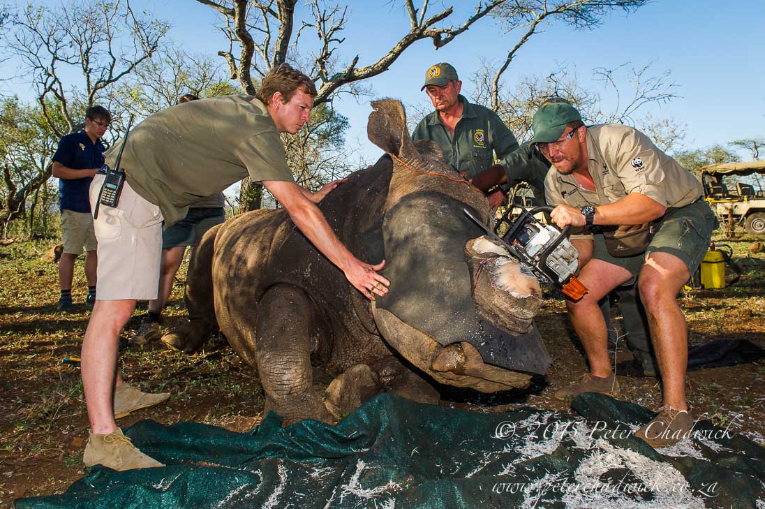 Rhino Capture_©PeterChadwick_AfricanConservationPhotographer