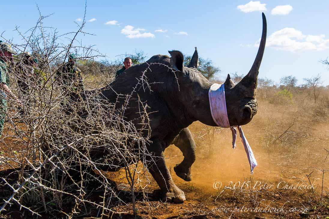 Rhino Capture_©PeterChadwick_AfricanConservationPhotographer