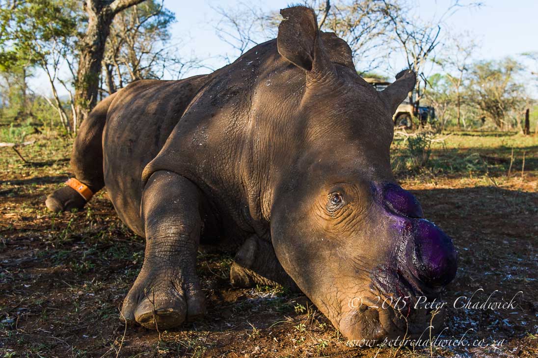 Rhino Dehorning_©PeterChadwick_AfricanConservationPhotographer