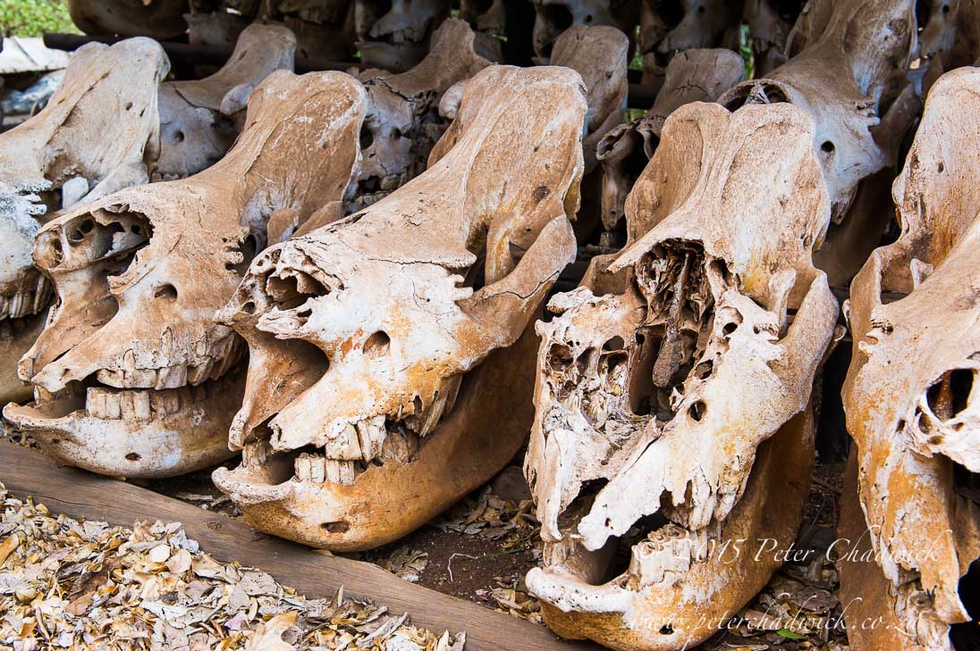 Rhino poaching_©PeterChadwick_AfricanConservationPhotographer
