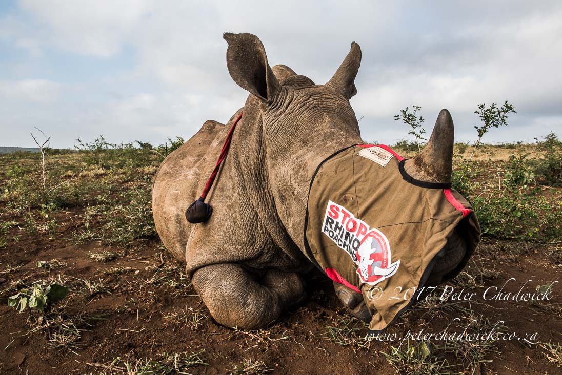Conserving Rhino