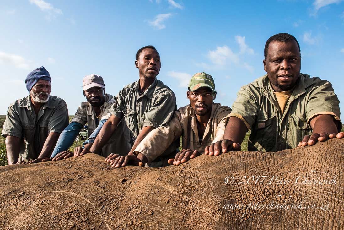 Rhino Conservation_©PeterChadwick AfricanConservationPhotographer