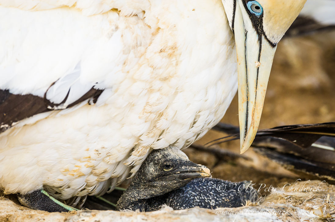 South African Seabirds_©PeterChadwick_AfricanConservationPhotographer