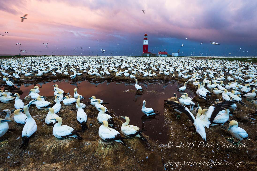 South African Seabirds_©PeterChadwick_AfricanConservationPhotographer