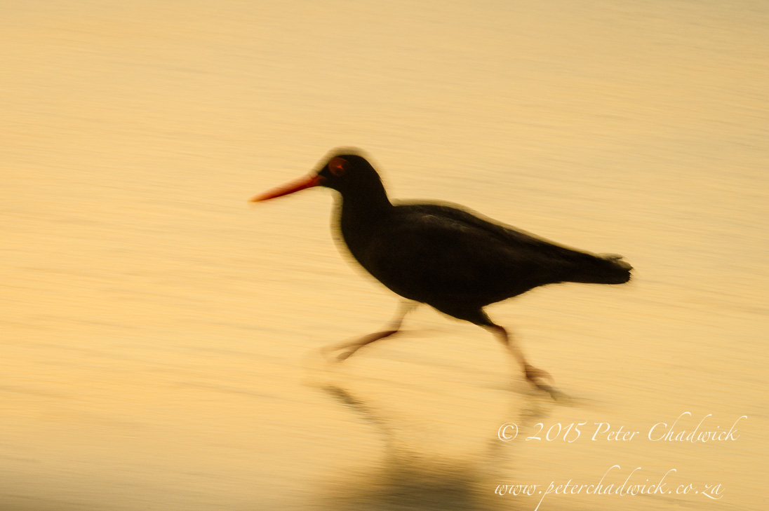 South African Seabirds_©PeterChadwick_AfricanConservationPhotographer
