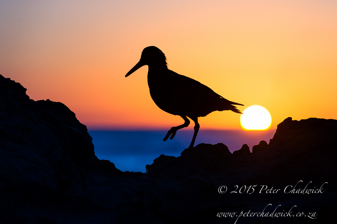 South African Seabirds_©PeterChadwick_AfricanConservationPhotographer