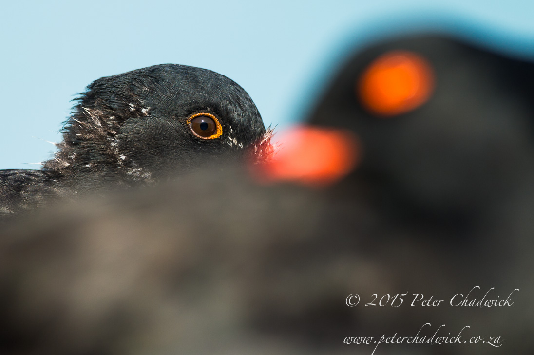South African Seabirds_©PeterChadwick_AfricanConservationPhotographer