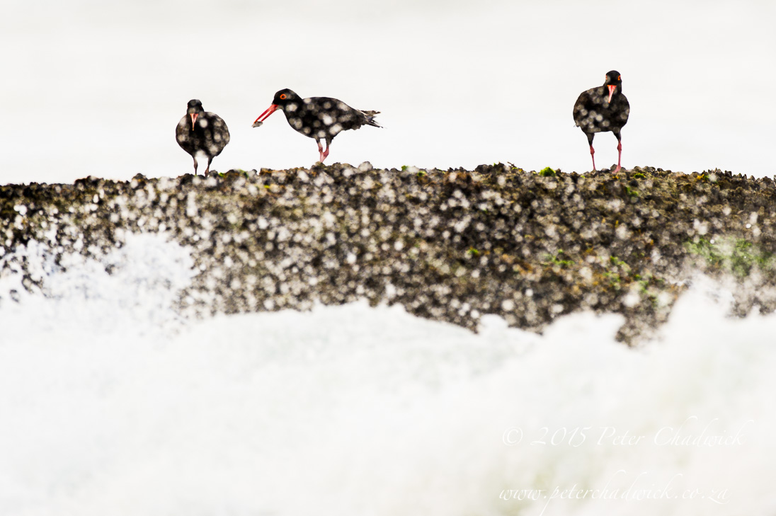 South African Seabirds_©PeterChadwick_AfricanConservationPhotographer