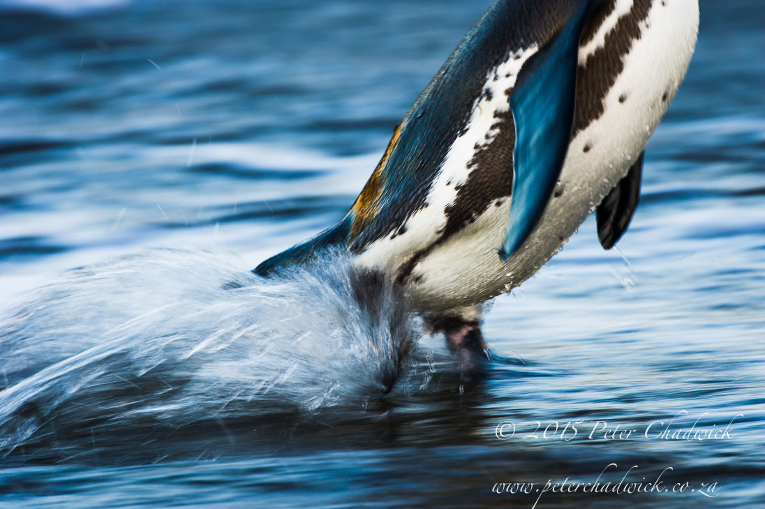 South African Seabirds_©PeterChadwick_AfricanConservationPhotographer