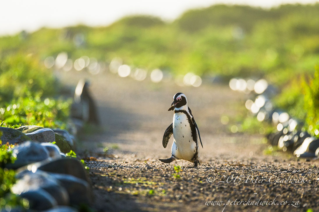 South African Seabirds_©PeterChadwick_AfricanConservationPhotographer
