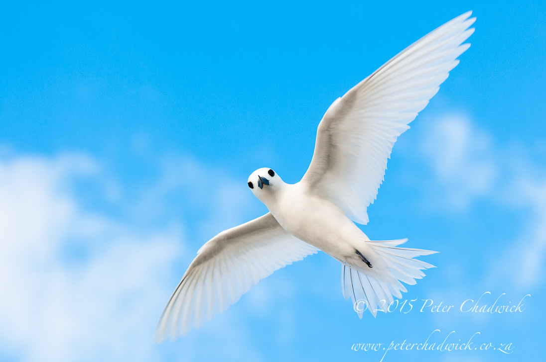 The Seychelles and Island Conservation
