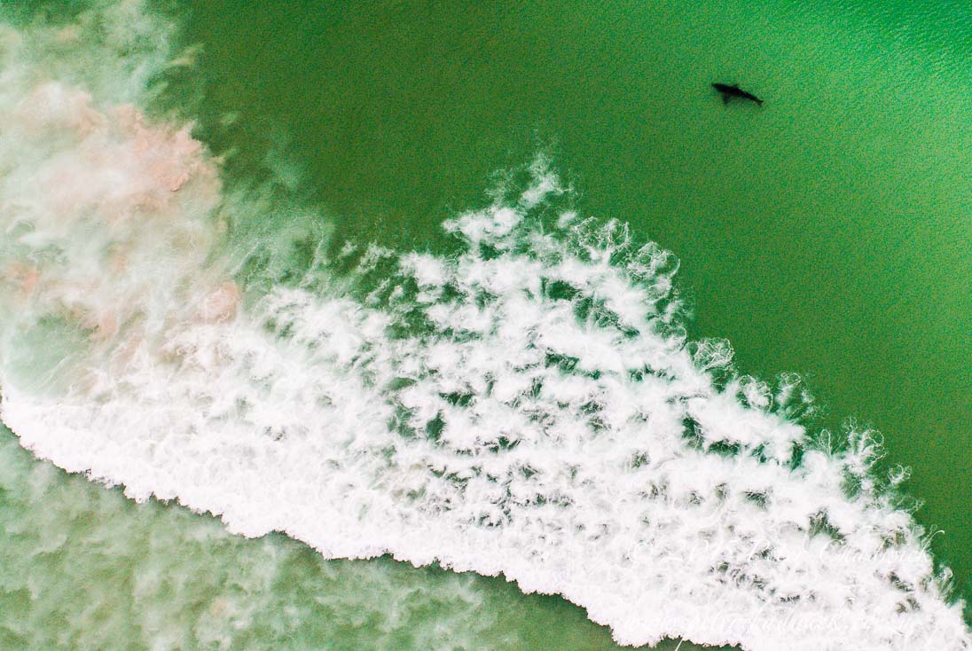 Great White Shark_©PeterChadwick_AfricanConservationPhotographer