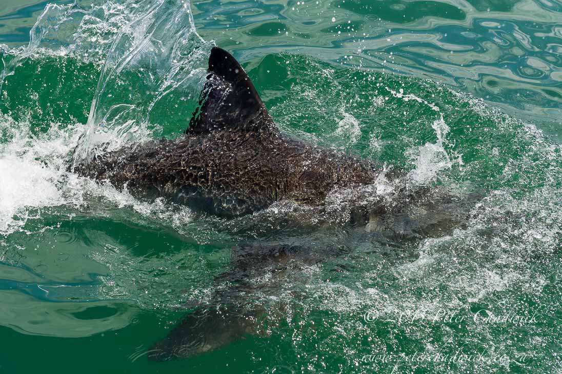 Shark