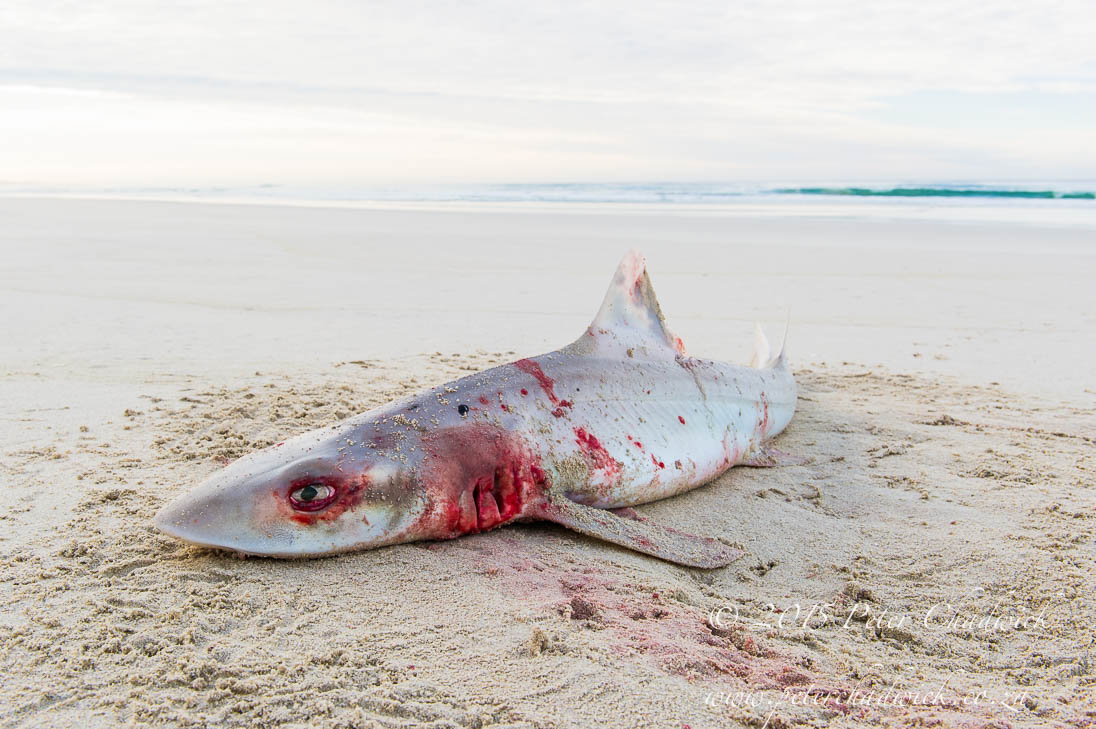 Discarded shark_©PeterChadwick_AfricanConservationPhotographer