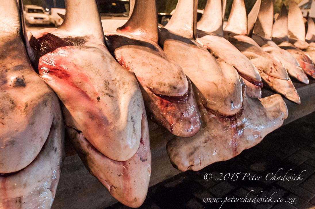 Shark Finning_©PeterChadwick_AfricanConservationPhotographer