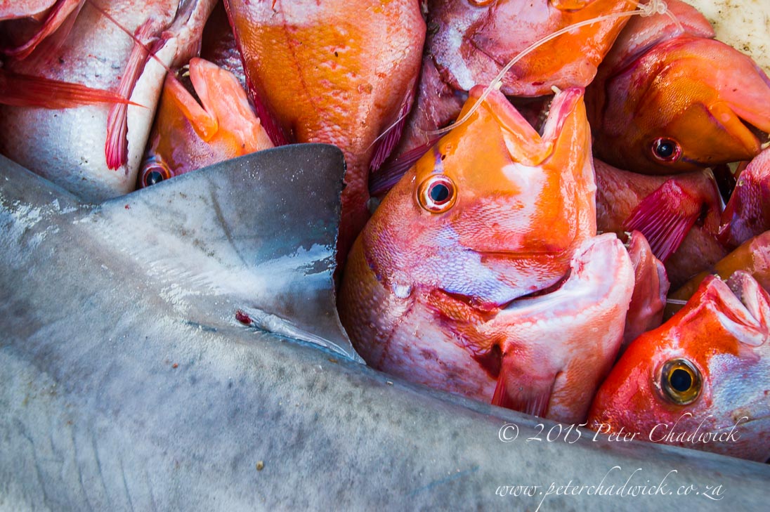 Shark and Fish catch_©PeterChadwick_AfricanConservationPhotographer