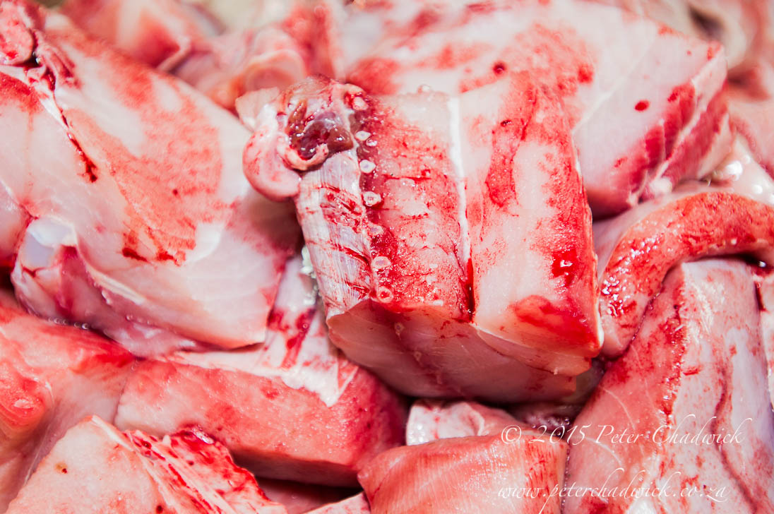 Shark Meat_©PeterChadwick_AfricanConservationPhotographer