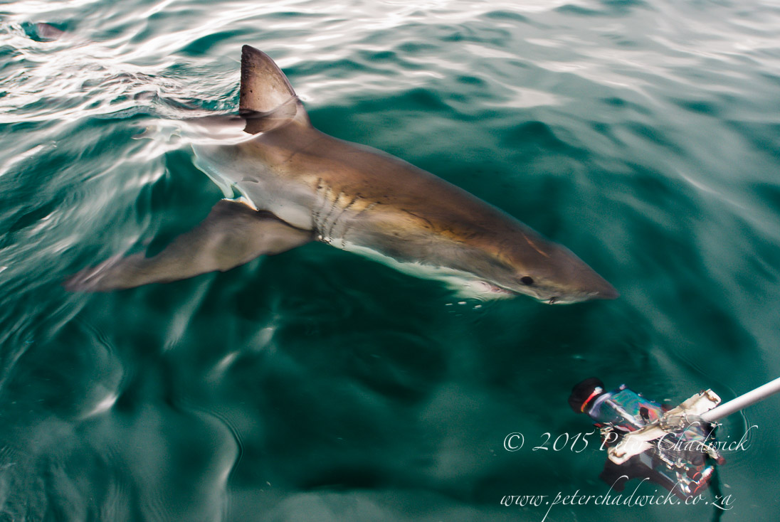 Great White Shark_©PeterChadwick_AfricanConservationPhotographer