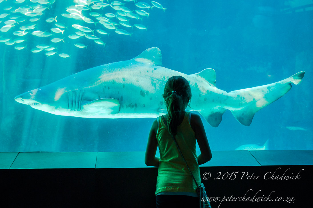 Shark in an Aquarium_©PeterChadwick_AfricanConservationPhotographer