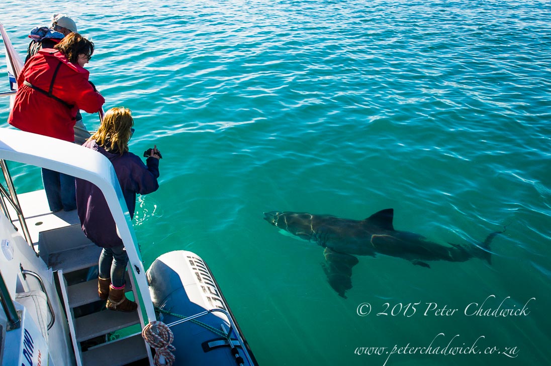 Shark Toruism_©PeterChadwick_AfricanConservationPhotographer