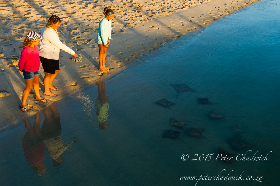 Bat Rays_©PeterChadwick_AfricanConservationPhotographer