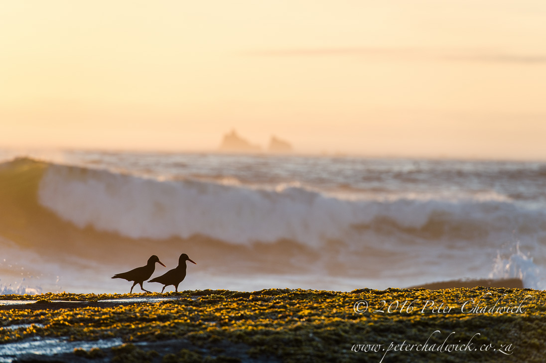 African Black Oystercatcher_©PeterChadwick_AfricanConservationPhotographer