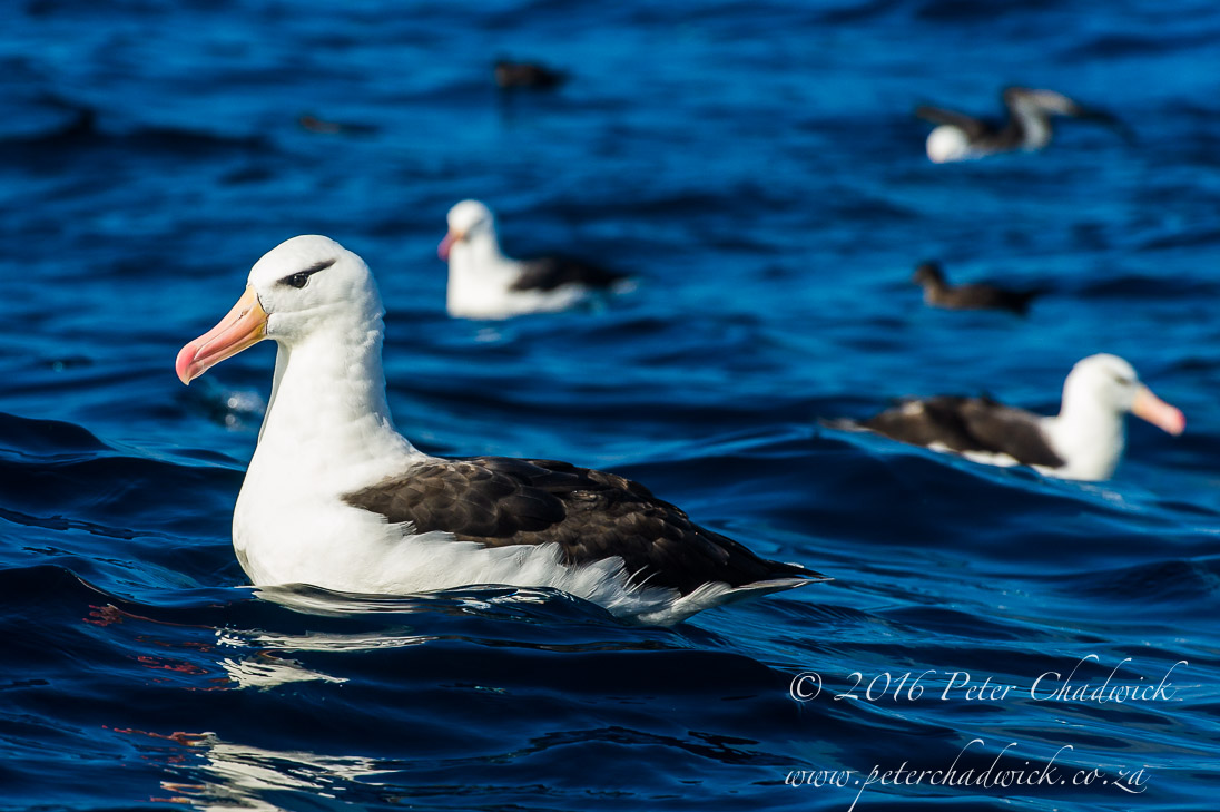 Black Browed Albatross_©PeterChadwick_AfricanConservationPhotographer
