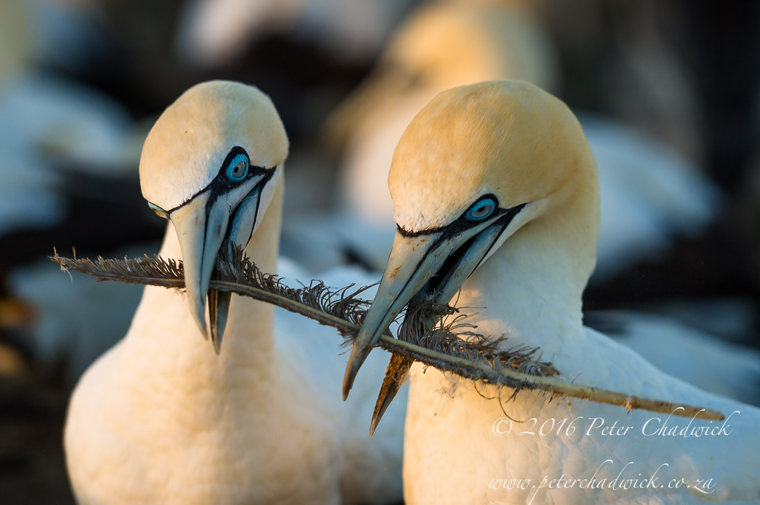 Cape Gannets_©PeterChadwick_AfricanConservationPhotographer