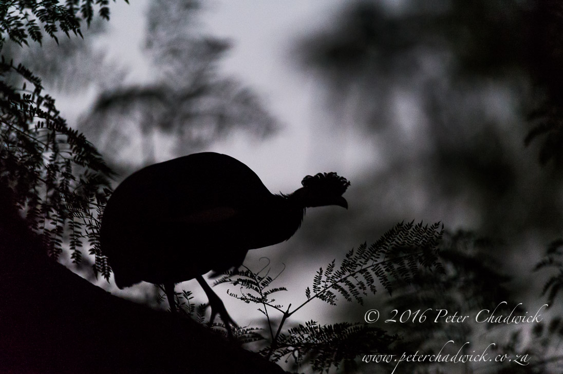 Crested Guineafowl_©PeterChadwick_AfricanConservationPhotographer