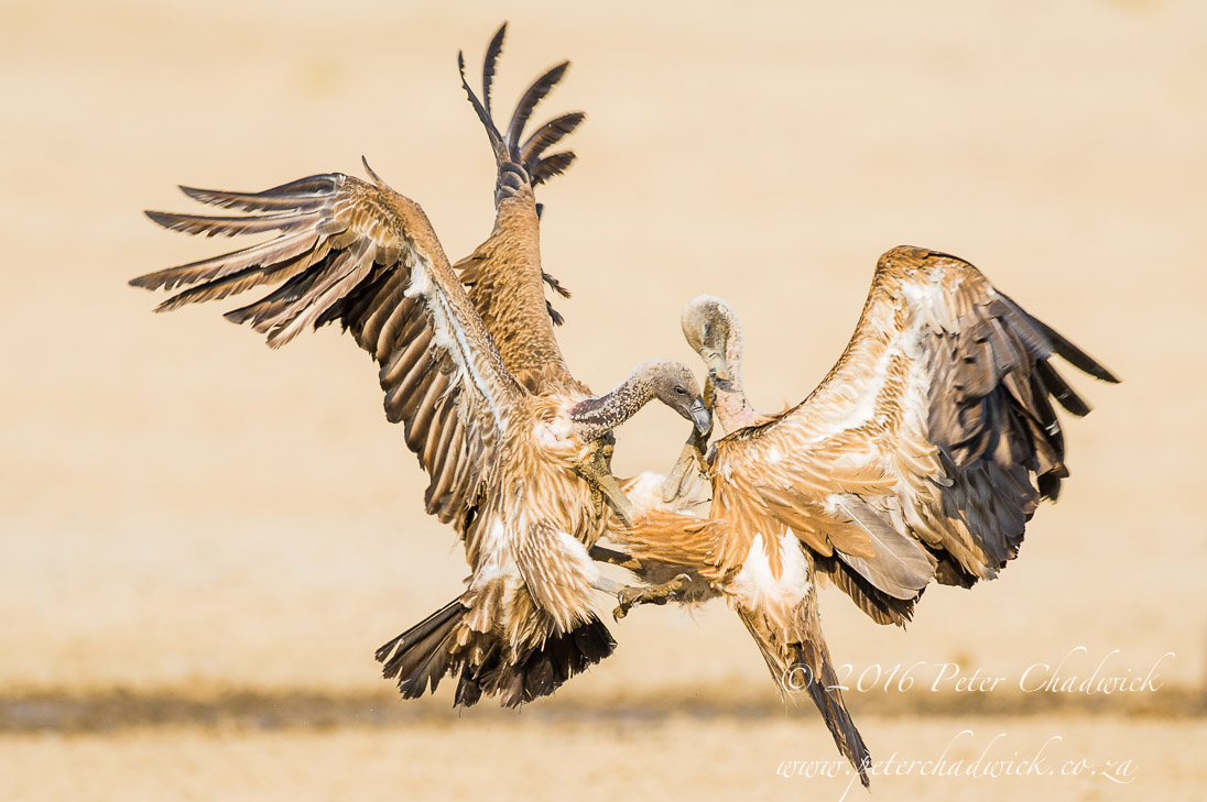 Fighting White Backed Vultures_PeterChadwick_AfricanConservationPhotographer