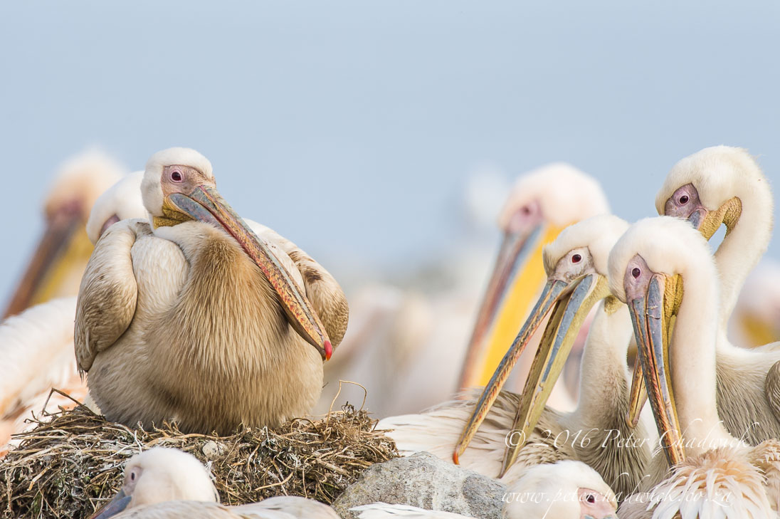 Southern African Birds