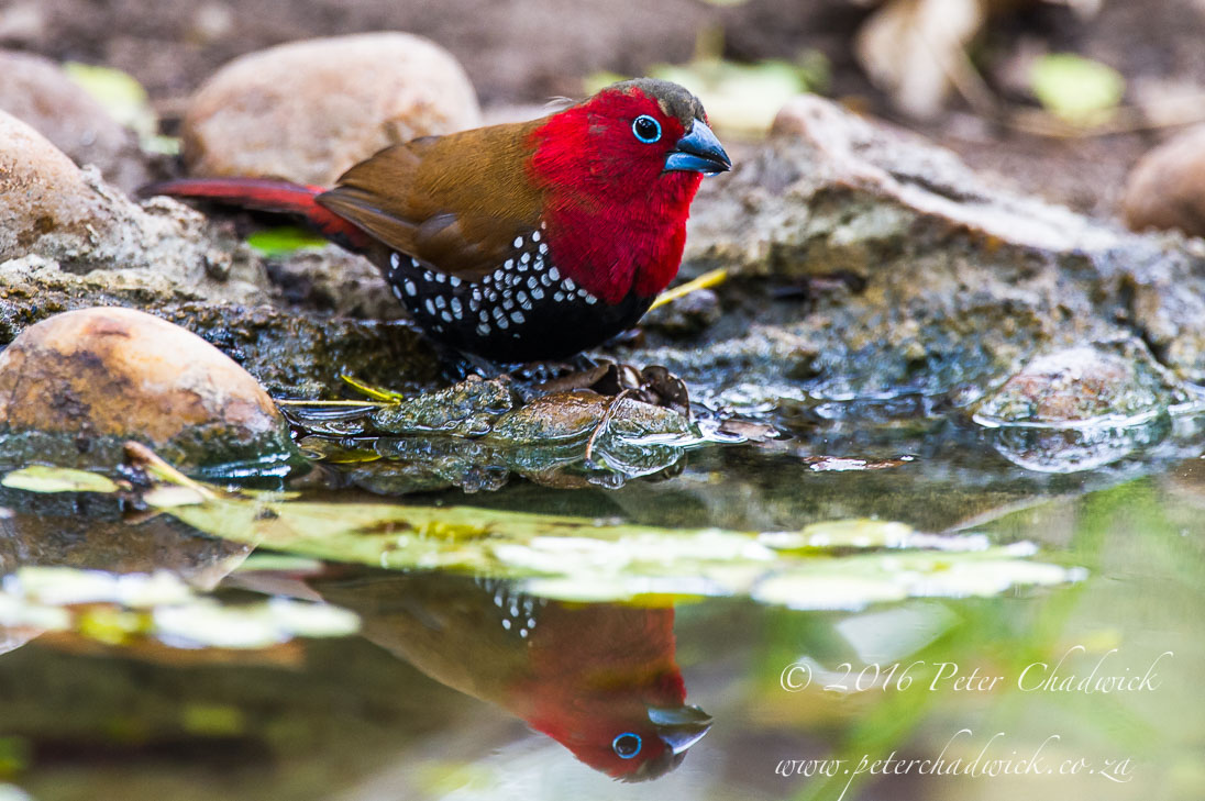 Red Throated Twinspot_©PeterChadwick_AfricanConservationPhotographer