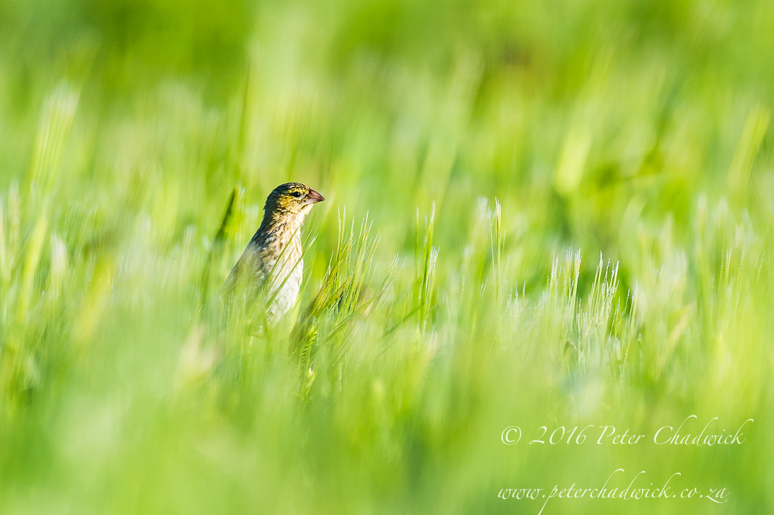 Southern Red Bishop_©PeterChadwick_AfricanConservationPhotographer