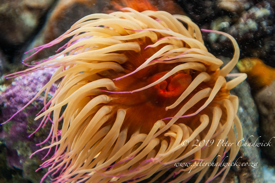 Table Mountain Marine Protected Area_©PeterChadwick_AfricanConservationPhotographer 