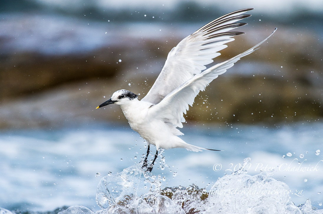 Table Mountain Marine Protected Area_©PeterChadwick_AfricanConservationPhotographer 
