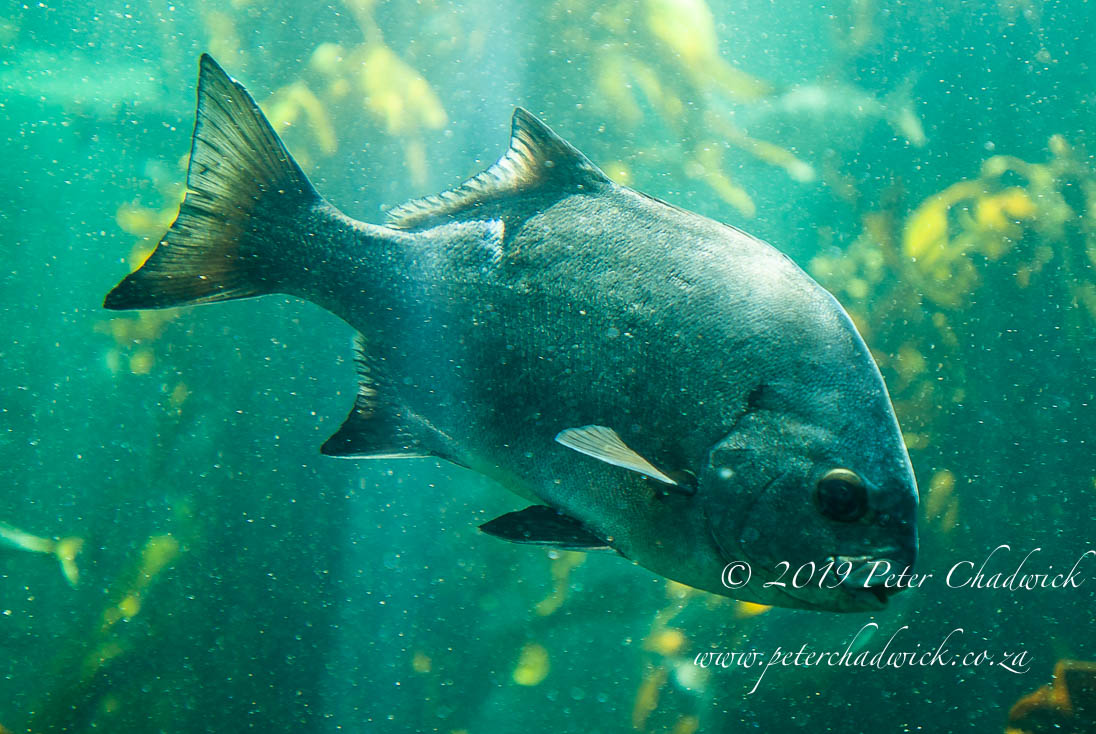 Table Mountain Marine Protected Area_©PeterChadwick_AfricanConservationPhotographer 