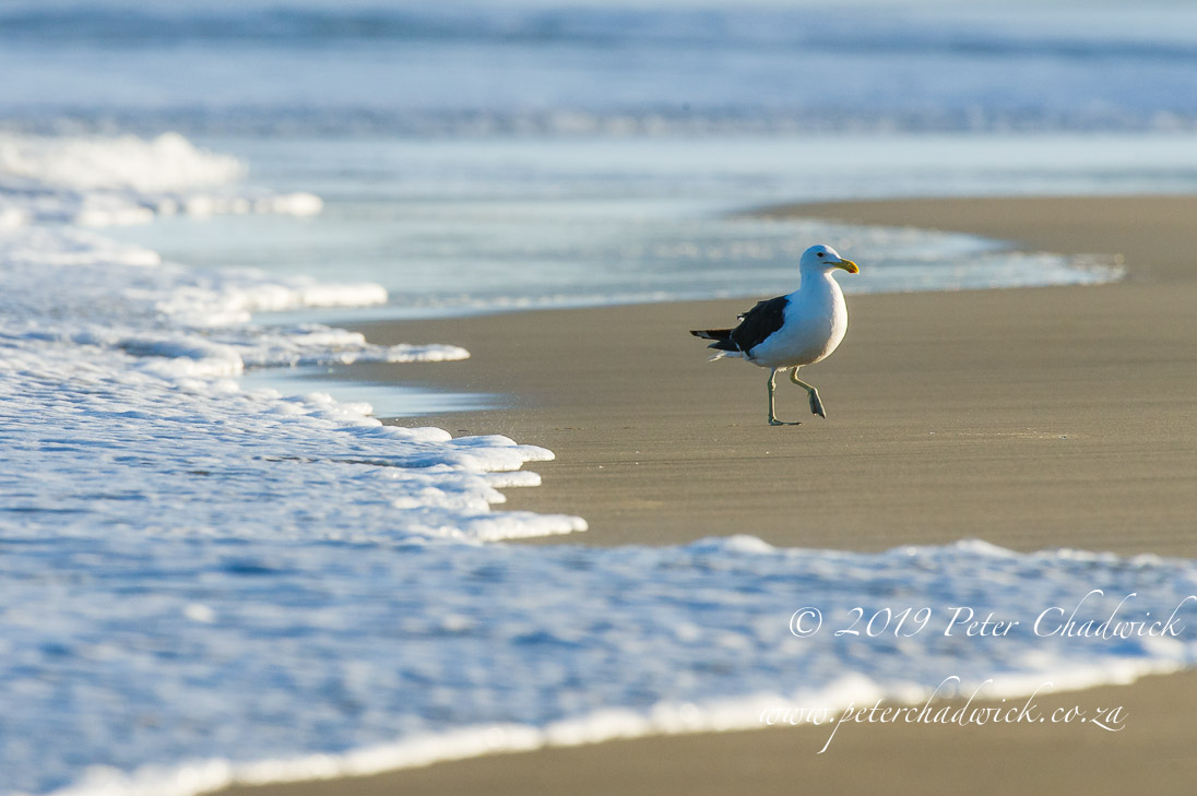 Trafalgar Marine Protected Area_©PeterChadwick_AfricanConservationPhotographer 