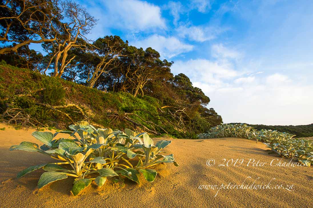 Trafalgar Marine Protected Area_©PeterChadwick_AfricanConservationPhotographer 