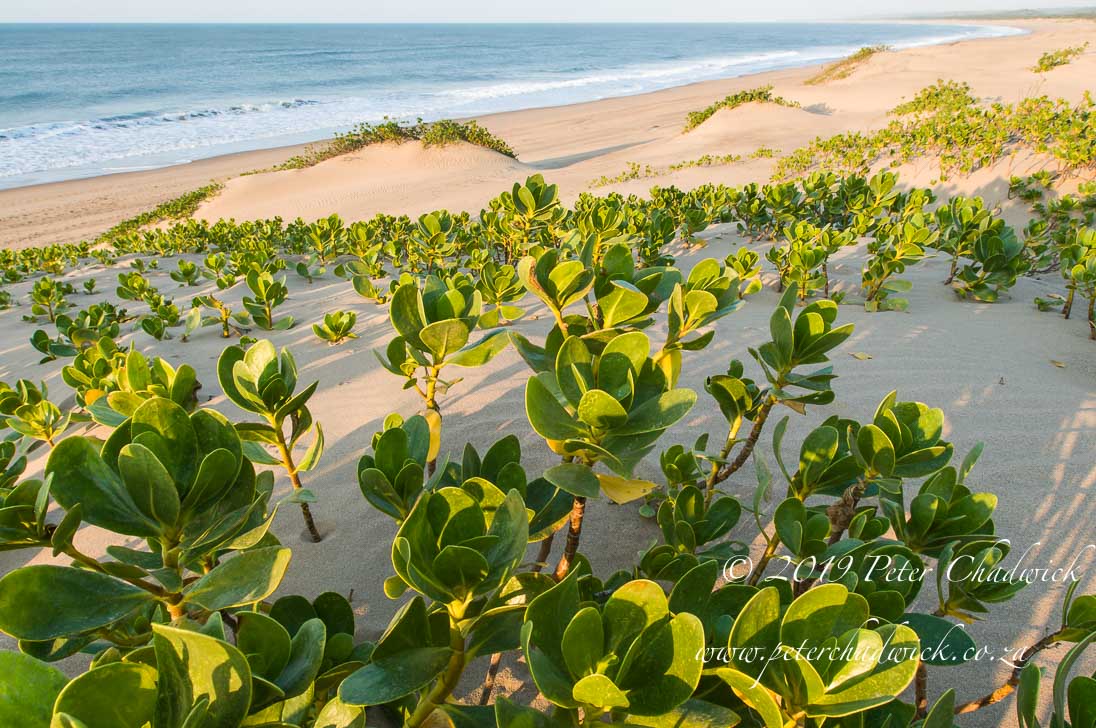 Trafalgar Marine Protected Area_©PeterChadwick_AfricanConservationPhotographer 