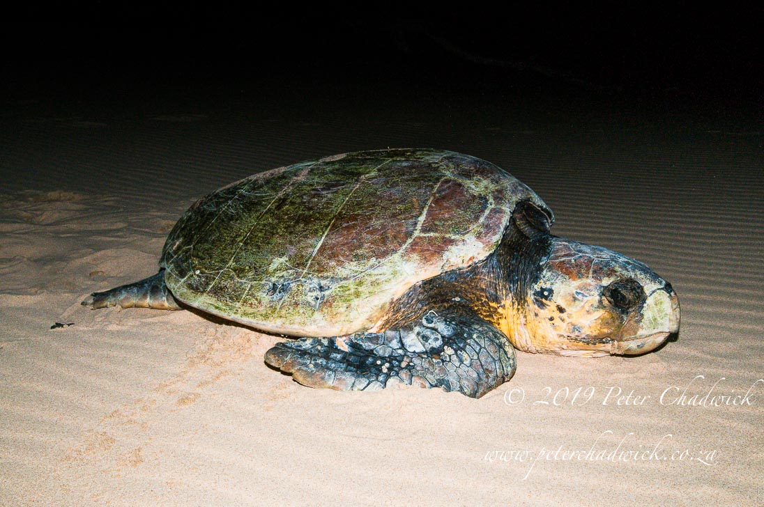 The iSimangaliso Marine Protected Area