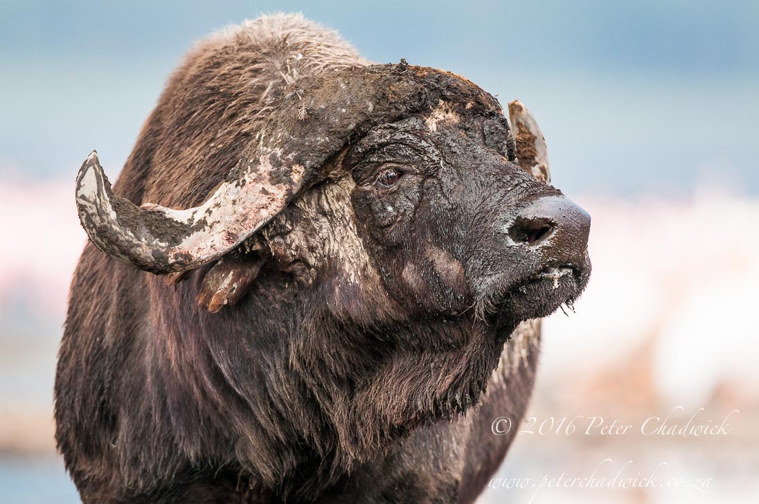 Cape Buffalo Bull