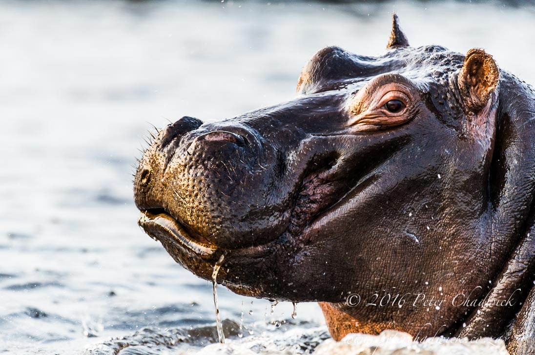 Hippo Charge