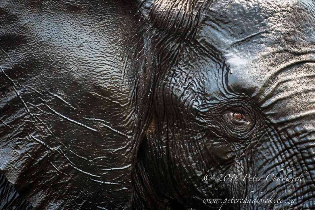 African Elephant Eye