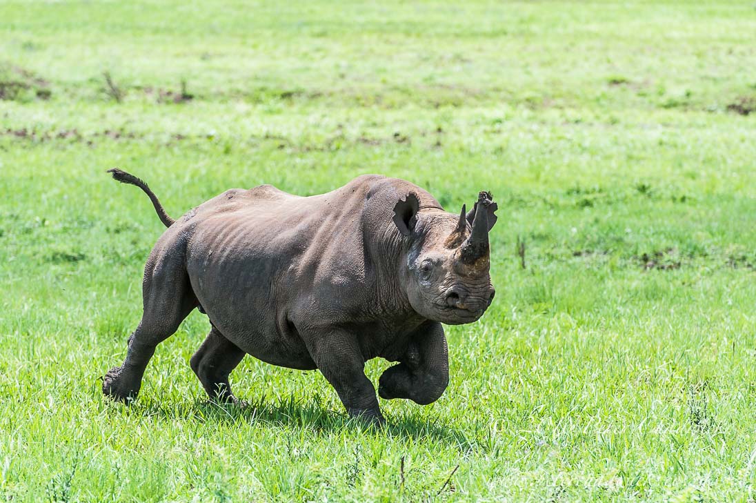 Black Rhino Charge