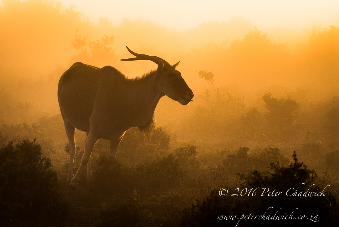 Eland at dawn in the mist