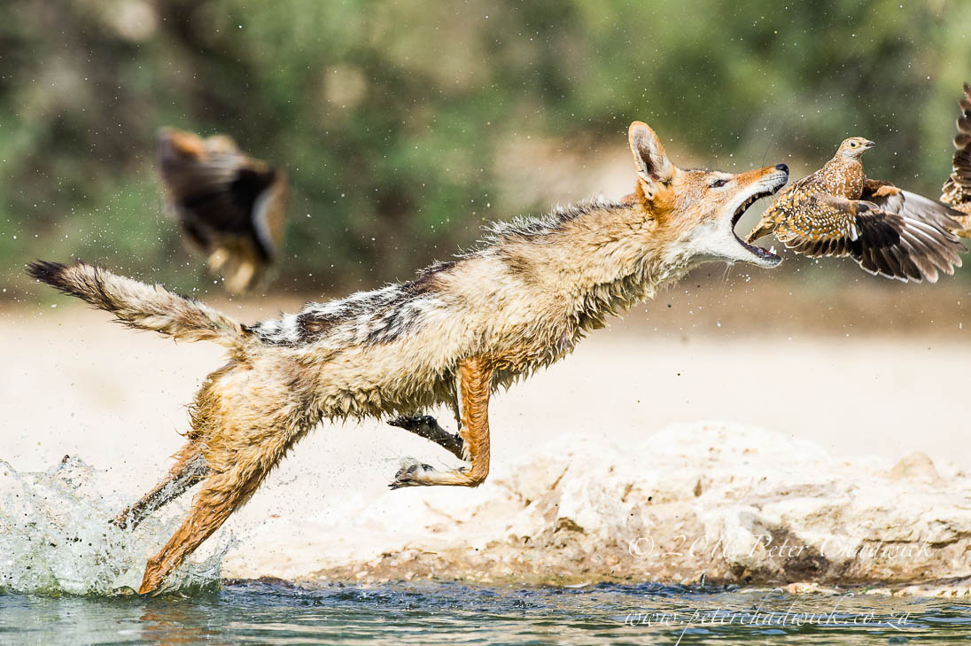 Black-Backed Jackal Hunting Sandgrouse