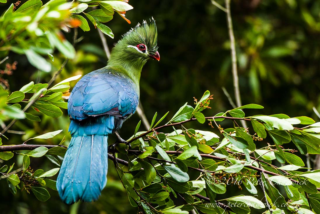Knysna Turaco
